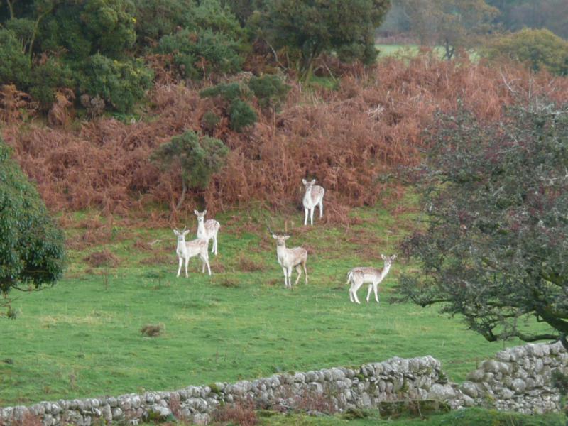 Fallow deer in Dumfries & Galloway